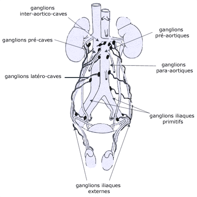 CANCER DU TESTICULE