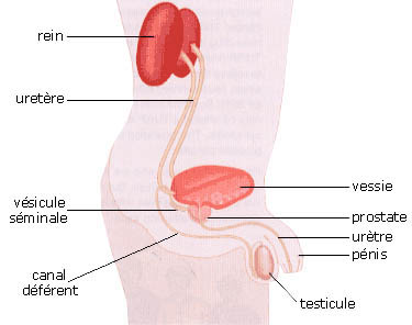 probleme de prostate chez lhomme jeune prostatita ureoplasmatica